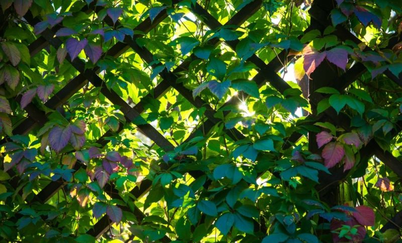 Trellis with green leaves of Virginia creeper